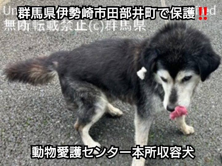 RokunekoAnimal's tweet photo. 7月6日(月)期限‼️#群馬県伊勢崎市田部井町で保護された  #革製青い首輪をつけた黒白毛のミックス犬くん‼️#13歳くらいの垂れ耳で大型な男の子です‼️#拡散希望‼️
#雑種犬 #オス #革製青い首輪 #大型犬 #動物愛護センター収容犬 #迷子犬 #迷い犬 #探し犬 #6月29日保護 https://t.co/q6jcpeaGIL https://t.co/nKAn6bGPpr