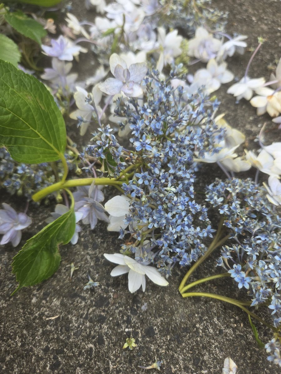 tomokemoke's tweet photo. 実家からわけてもらった紫陽花を3株うっかり地植えしてしまって20数年。どんどん大きくなって、我が家の狭いスペースには大きすぎるため、株分けして大きめのポットに植え替えようかと思っている(思い始めて5年以上だが笑)
とりあえず一番大きな子を剪定✂️
こぼれた花たちが素敵
紫陽花大好き https://t.co/mA1dLVR8Aq