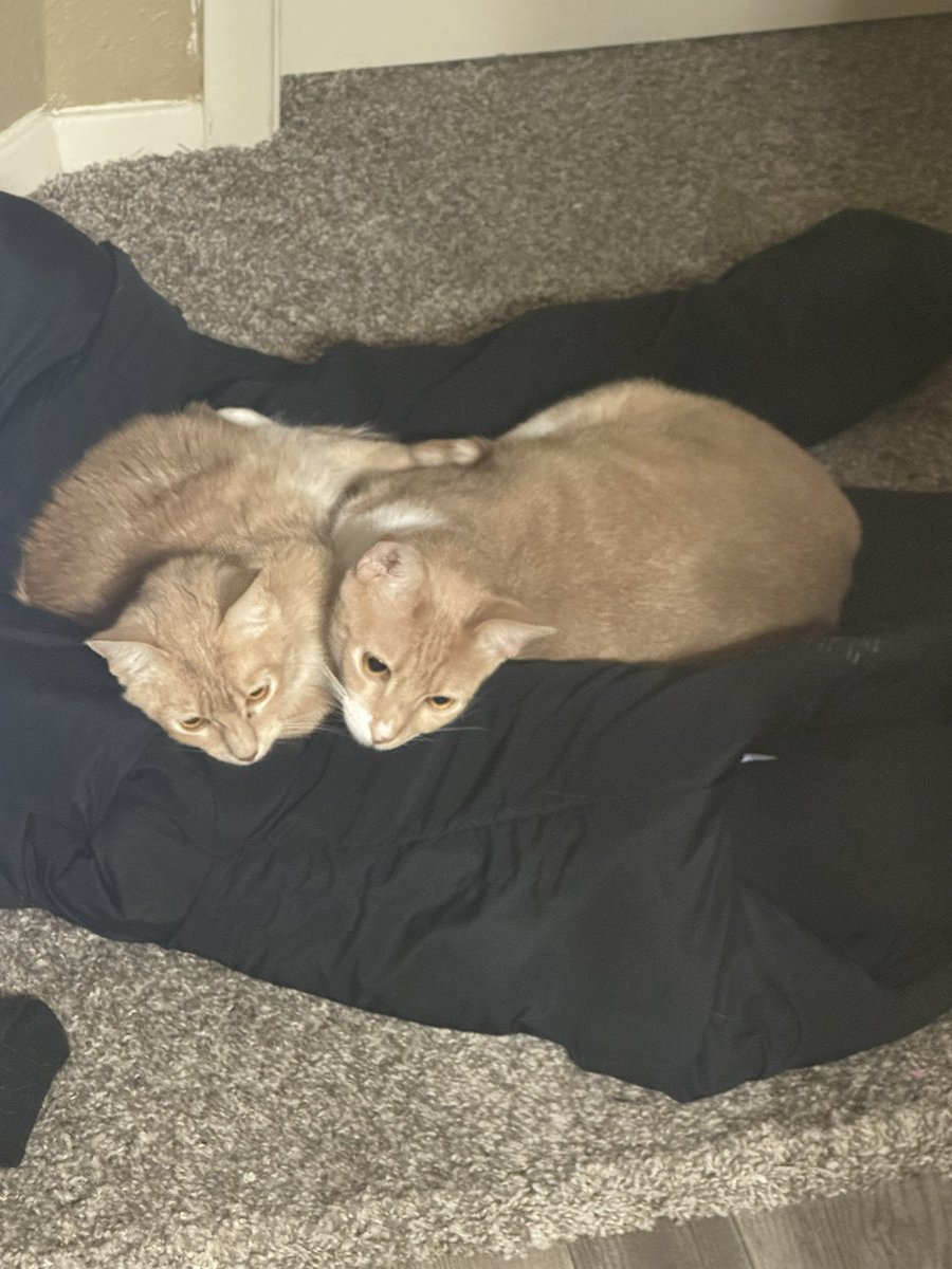snowylacey's tweet photo. i've never done this but i feel like it is the best course of action in order to keep my cats.

my cats are only a year old and i've only had them since january. my husband and i are moving to a brand new state next week and we are under a lot of financial stress and hardship 1/? https://t.co/W3Vo0oU0oS