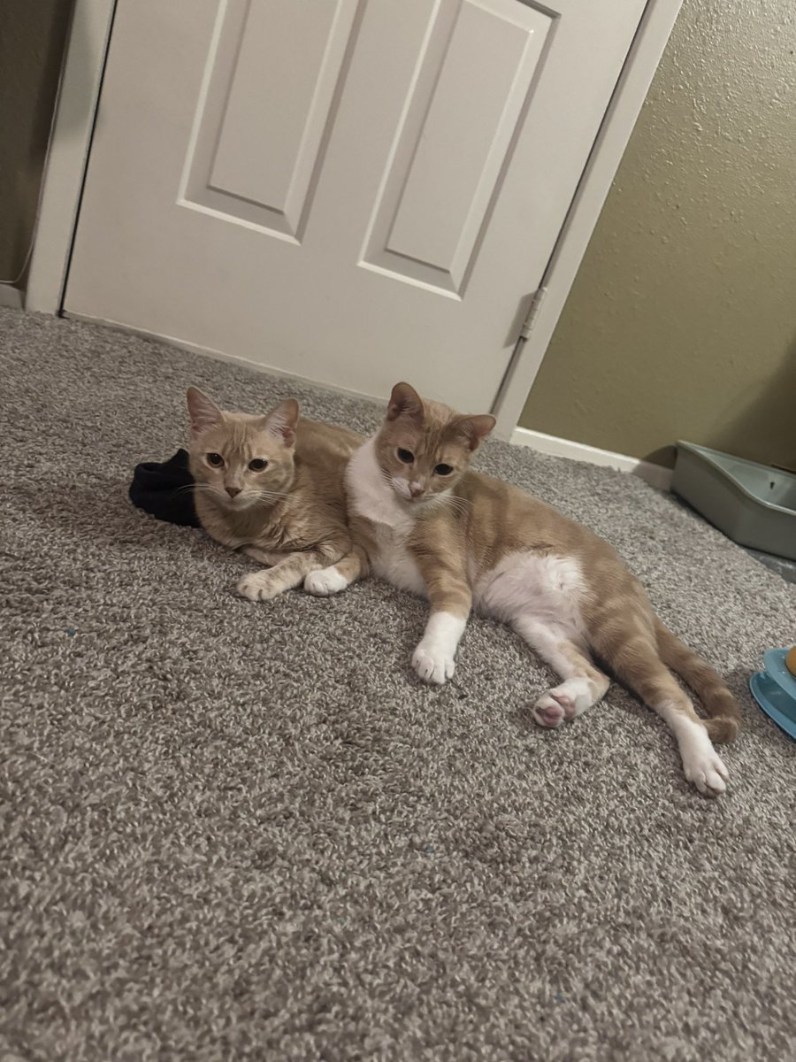 snowylacey's tweet photo. i've never done this but i feel like it is the best course of action in order to keep my cats.

my cats are only a year old and i've only had them since january. my husband and i are moving to a brand new state next week and we are under a lot of financial stress and hardship 1/? https://t.co/W3Vo0oU0oS
