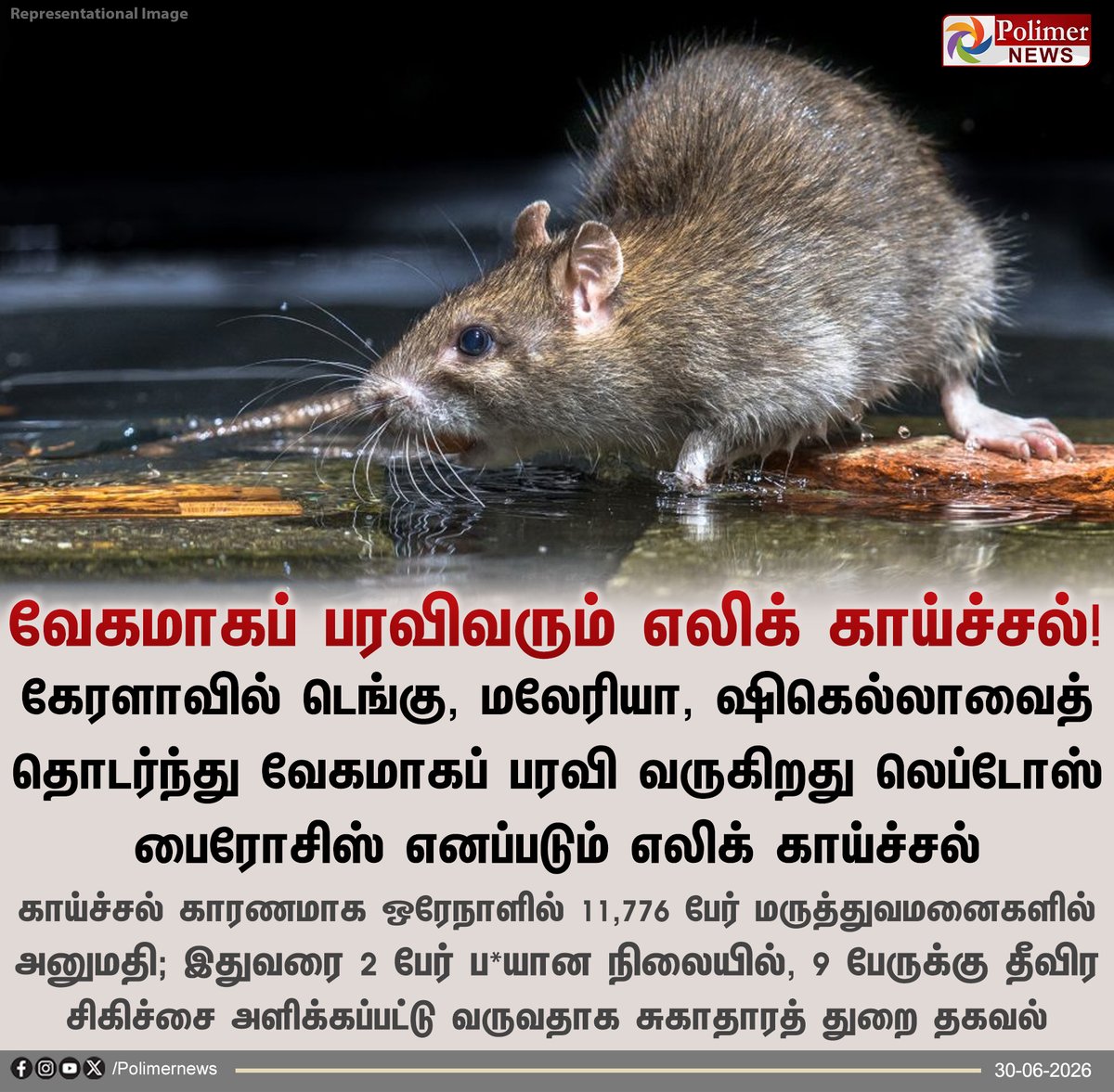 polimernews's tweet photo. கேரளாவில் வேகமாகப் பரவிவரும் எலிக் காய்ச்சல்!

#Kerala #Leptospirosis #RatFever #PolimerNews https://t.co/eknz1nn2Pa