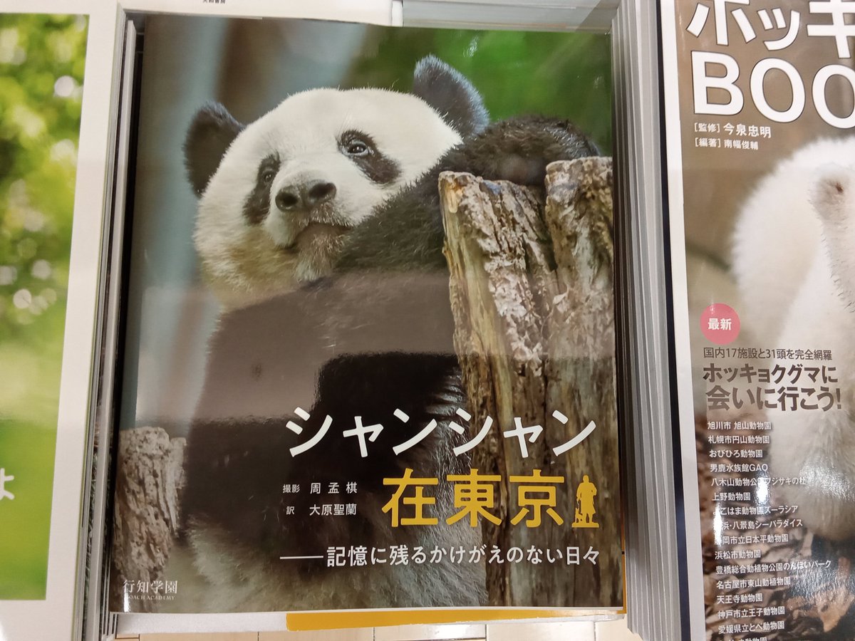 kbc_dekki's tweet photo. 🐼新刊情報🐼

新潟のシャンシャンファンの皆様
お待たせしました‼️
「#シャンシャン在東京」#行知学園　#周孟棋
入荷致しました。
ページをめくると懐かしい東園
そして可愛い可愛いシャンに出会える一冊です。
ご来店お待ちしております😊

#シャンシャン
#香香
#ジャイアント https://t.co/EdHfddqfLY