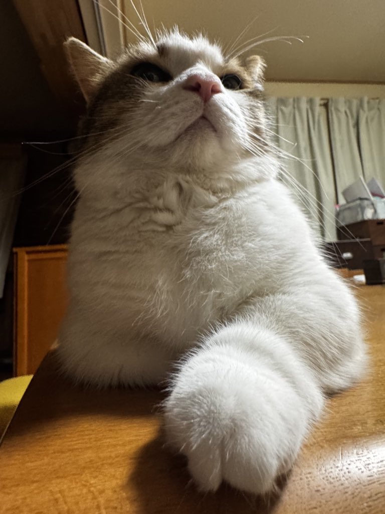 chroche934's tweet photo. @yau_civic この手でやるねこぉ https://t.co/VFFnLFoKyZ