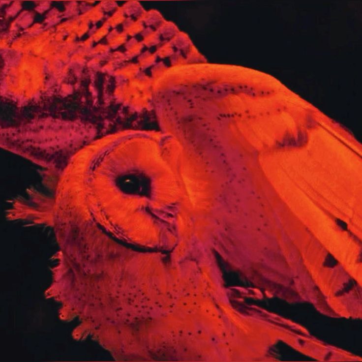 3Owl3Howl3's tweet photo. https://t.co/UpSWL2Q1Fb
