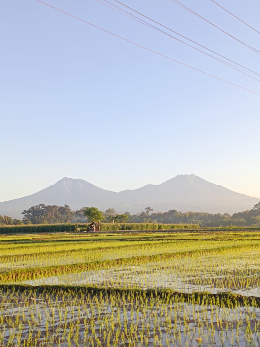 royijen1989's tweet photo. BANYUWANGI bangian premium https://t.co/mkQwoJET9h