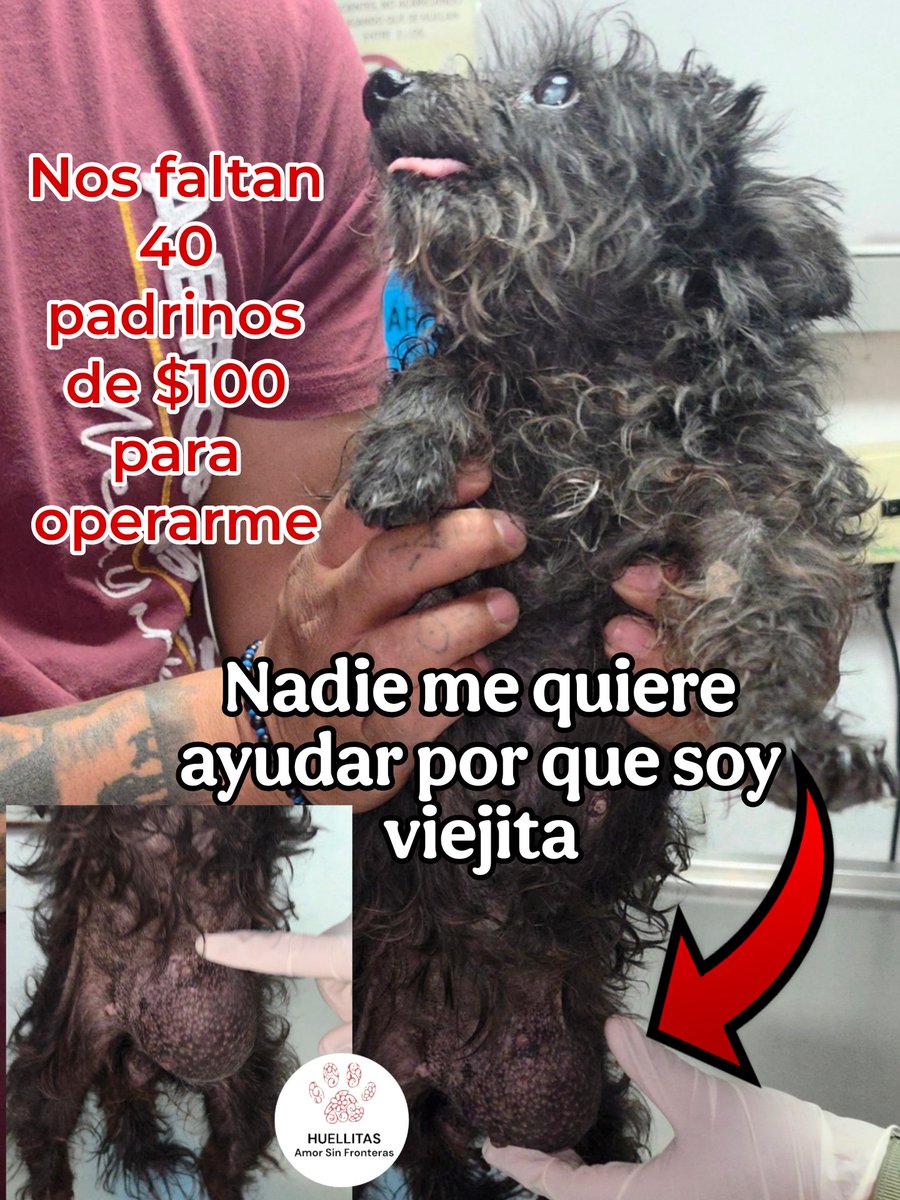 HASF_AnaSDiaz's tweet photo. 🚨 ¡VAMOS FAMILIA! 🚨

¡Solo nos faltan 40 padrinos de $100 para poder operar a Chonita tiene varios tumores en glándulas mamarias🥺🐾

No nos abandonen. Aún tenemos más cirugías pendientes y necesitamos bajar los adeudos para poder seguir atendiendo a los pequeños que siguen esperando ayuda. ❤️‍🩹

💚 ¿Ya mandaste tu patita?
¡Empieza el conteo en los comentarios!

✅ 1️⃣
✅ 2️⃣
✅ 3️⃣...

Escribe el número que te toca cuando envíes tu comprobante y veamos juntos cómo desaparecen esos 40 lugares. 🙏

🐾Patitas aqui🐾
Banorte: 072180011828376620
Banco Azteca: 4027 6600 2845 3837
Bancomer: 4152 3146 2738 7643
Coppel (OXXO): 4169 1614 6125 2255
PayPal: https://t.co/ZRtji14ikC

🐾 Con tu ayuda logramos milagros. 

¡Sí se puede! 💚🐾🙏❤️