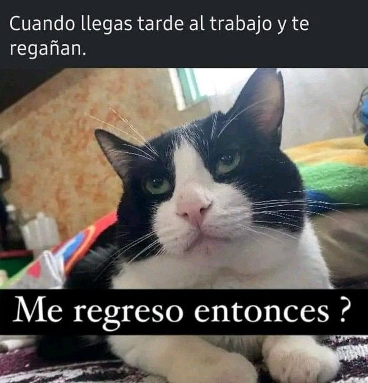 magizu_'s tweet photo. Nunca tuve el valor de responderlo en voz alta… que desgracia 😂 
@amy_granados  pero de que silo pensé no lo duden https://t.co/vshRQtdIdE
