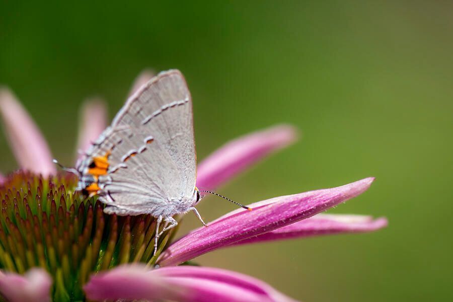 DebraMartz's tweet photo. Coneflowers attract many types of butterflies, bees, and other insects. They also attract birds as well. But in my backyard, it seems to be more of the insects, such as this Gray Hairstreak Butterfly.
https://t.co/juRbmKAkxv
#butterfly #insects #coneflower #ayearforart #nature https://t.co/M0ULnAdhsx