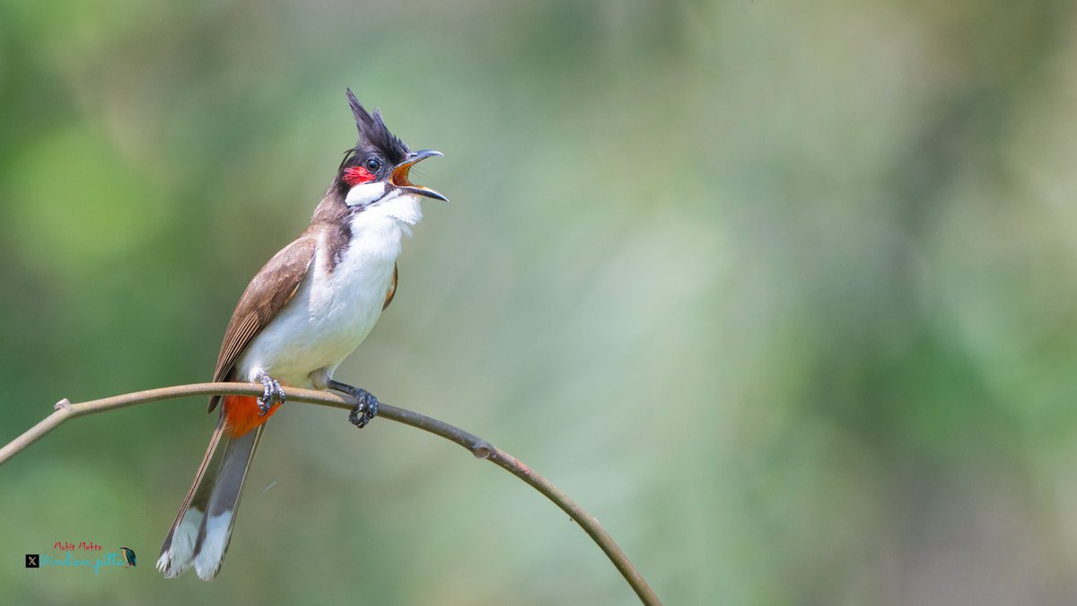 indian_pitta's tweet photo. Me and this Red-Whiskered want to see your Bird Photographs. 

Let's see what you gonna share. https://t.co/J5ev6AGel4