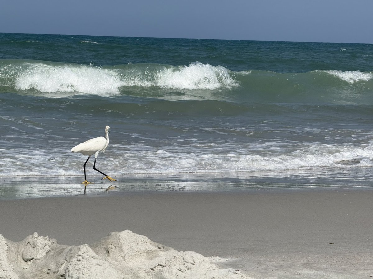 CCASTO1615's tweet photo. Very few things on this earth make me happier than the beach https://t.co/dszI6ssgnX