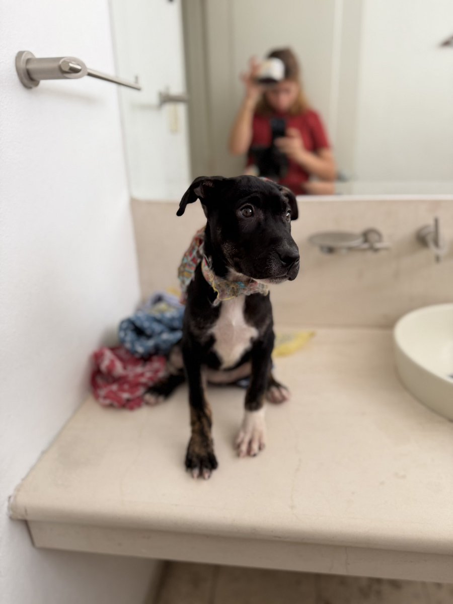 Alina_Gag's tweet photo. Yo soy muy juguetona y cariñosa. Estamos buscando a una familia que me quiera muchísimo. Soy hembra.

Si tú quieres adoptarme, comunícate al 5519500016.

Estamos en la Ciudad de México 🩵 https://t.co/PzieSlbir1