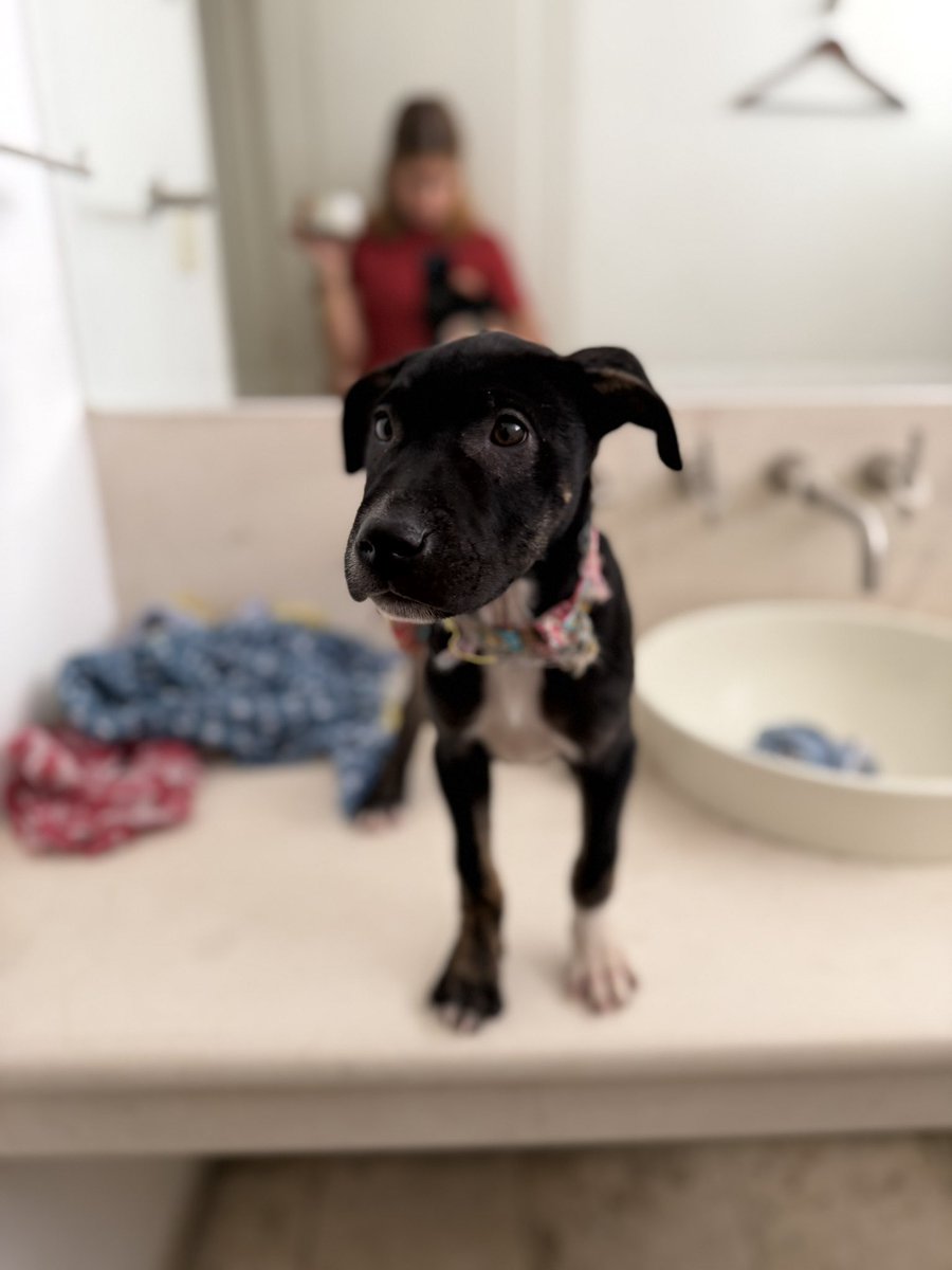 Alina_Gag's tweet photo. Yo soy muy juguetona y cariñosa. Estamos buscando a una familia que me quiera muchísimo. Soy hembra.

Si tú quieres adoptarme, comunícate al 5519500016.

Estamos en la Ciudad de México 🩵 https://t.co/PzieSlbir1