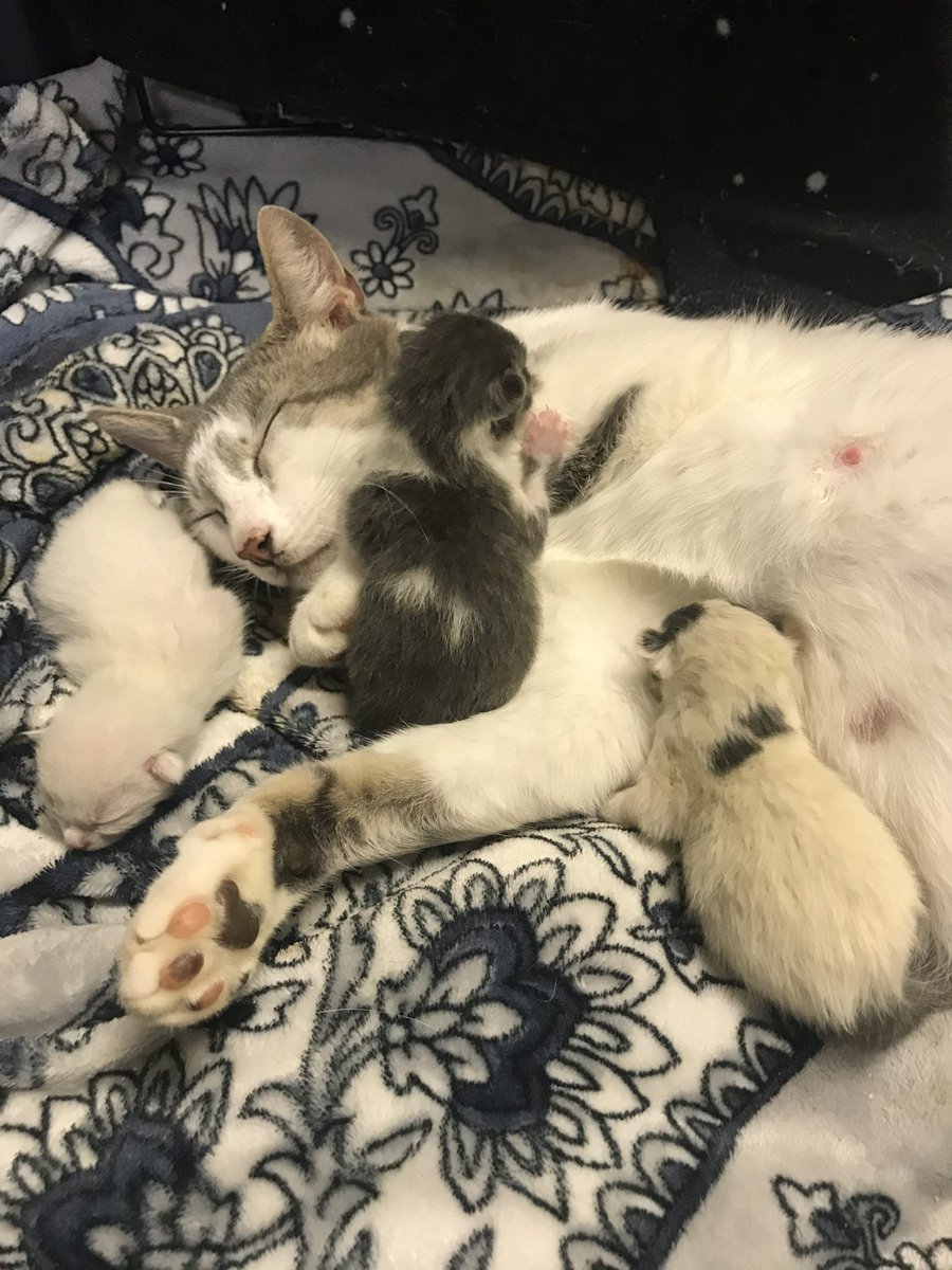 commeunvixen's tweet photo. @ayojoestar been there 😭😭😭 done that 😢😢😢 cats are truly so special https://t.co/eXlEK9GgCM