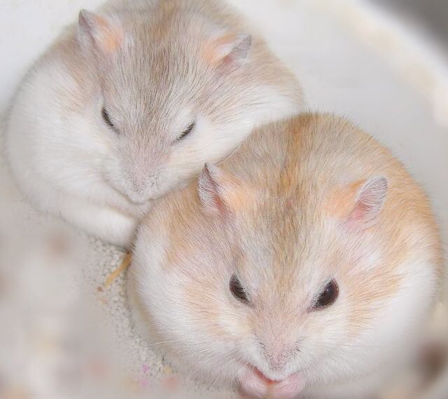 andorinarina's tweet photo. サ活もちもち https://t.co/r5SBj0CDBI