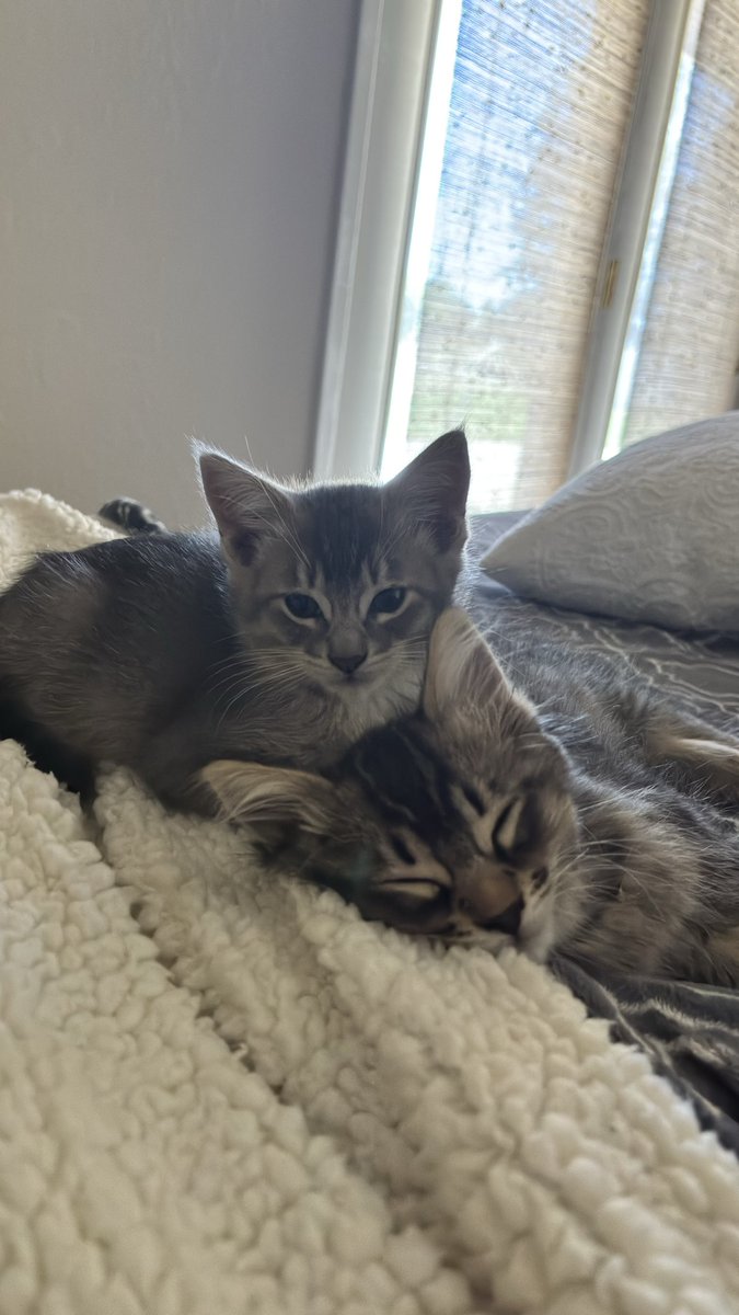 SoadTabrizi's tweet photo. I officially own cats.

I am now a 50-year-old, childless, cat lady. 

Let the trolling commence. https://t.co/YfJo0TiSpa