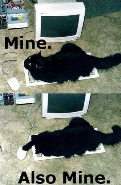 Cats_ooc tweet picture