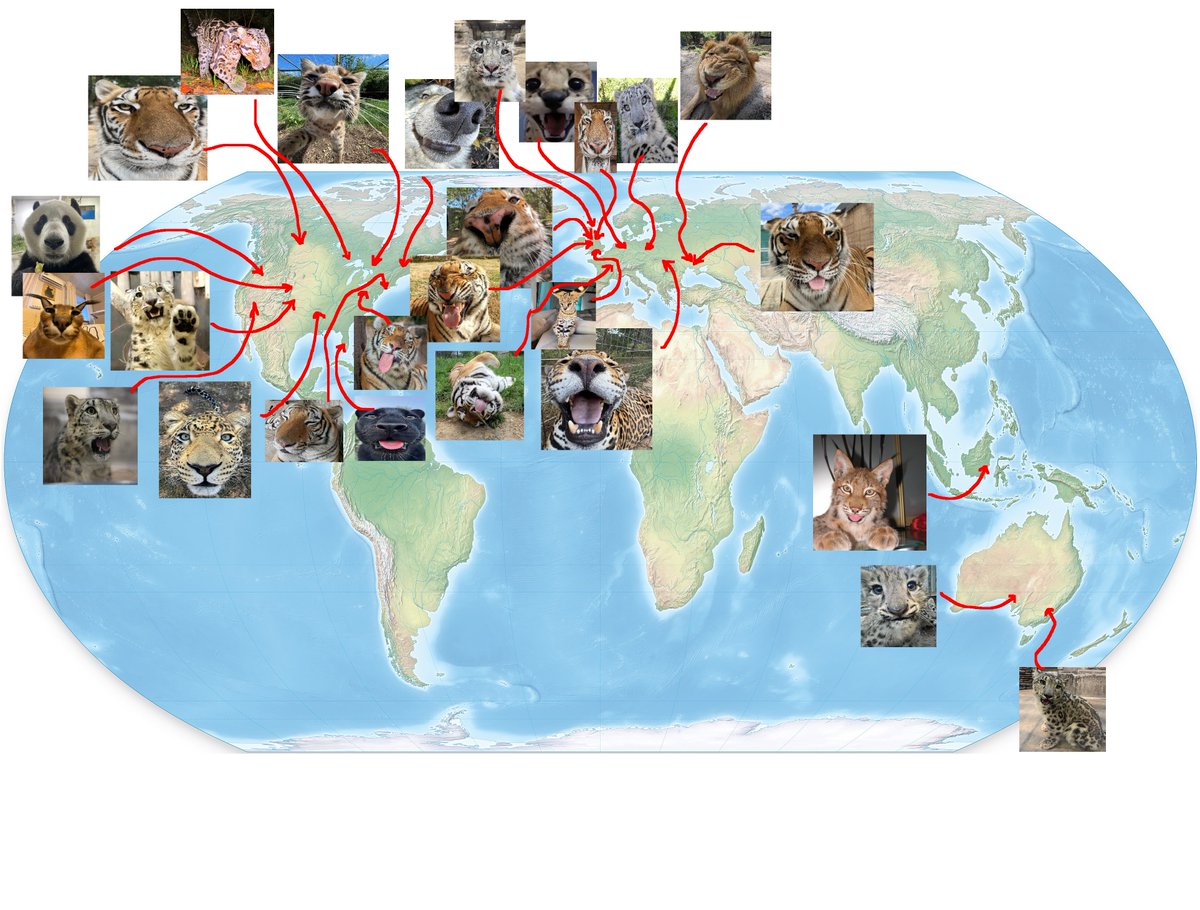 So many new cats 😸😸😸 unfortunately I don't think I have the space to ...