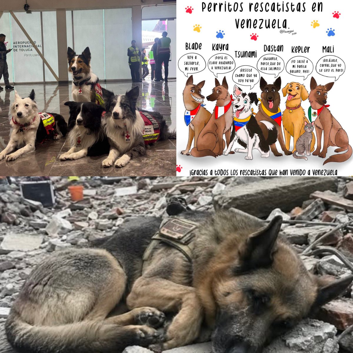 mireyaremanso's tweet photo. @CMonteroOficial En su honor💛💙❤️

Perros de Rescate🐕‍🦺🇻🇪

Que entrenados
cumplen la misión 
de ayudar. 
Seres Divinos que
entre escombros y ruinas, hallan: el deseo de vivir 
y la fe en el porvenir. 
Gracias ángeles de
cuatro patitas
de olfato y oidos
que captan el dolor
y salvan con amor. https://t.co/LG9gGTx2l9