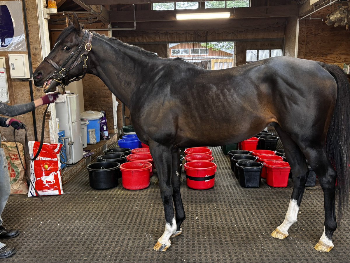 solty3585's tweet photo. ジャンタルマンタル
2026.6.5 社台ファーム山元

いままでありがとう。
今度は社台SSに会いにいきます。 https://t.co/aQEwctB1jl