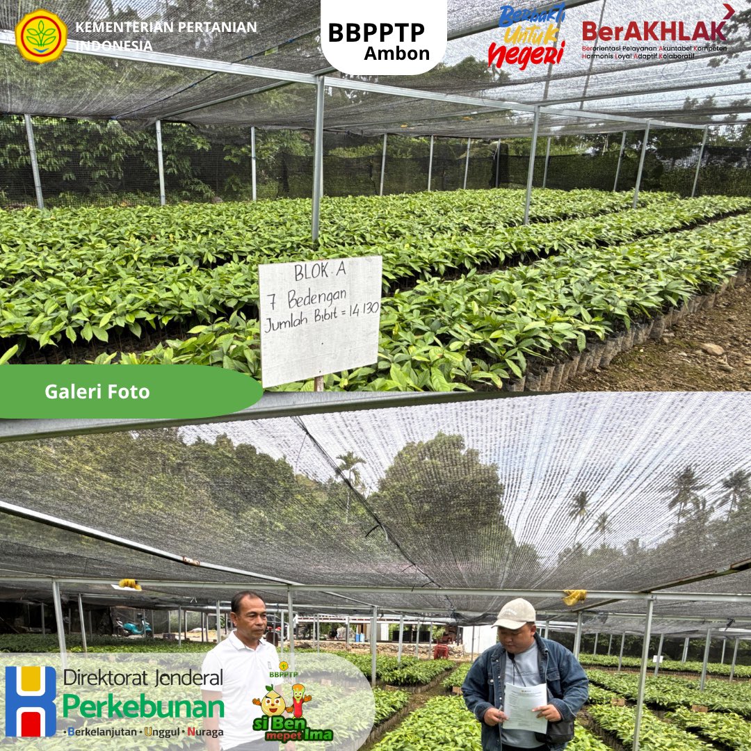 BbpptpAmbon's tweet photo. Peringatan tegas dari Bapak Menteri Pertanian untuk seluruh produsen benih perkebunan: Jangan main-main dengan kualitas benih! Benih adalah fondasi produktivitas nasional. Pelanggar akan diproses hukum!
selengkapnya : https://t.co/YVsLbXkKnJ

@kementan @ditjenbun https://t.co/uXyHHAJky7