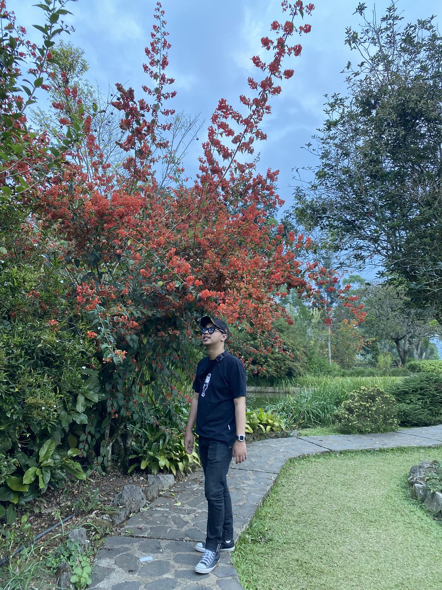 dipkuy's tweet photo. cakep banget walaupun gak dapet musim mekar mawarnya https://t.co/ESEr5OGY01