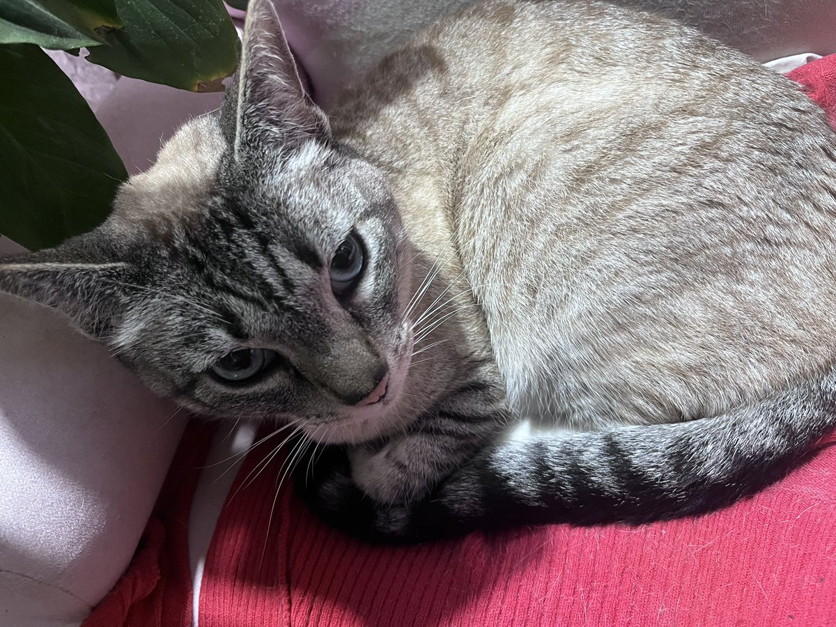 hyperstellas's tweet photo. iba subiendo tranquilamente y veo a este wey y digo alvvvv ese no es mi gato tilino milaneso buen rostro Y EFECTIVAMENTE no era jwjbnee es su hermano el gato gordo https://t.co/LR51fzA1OI