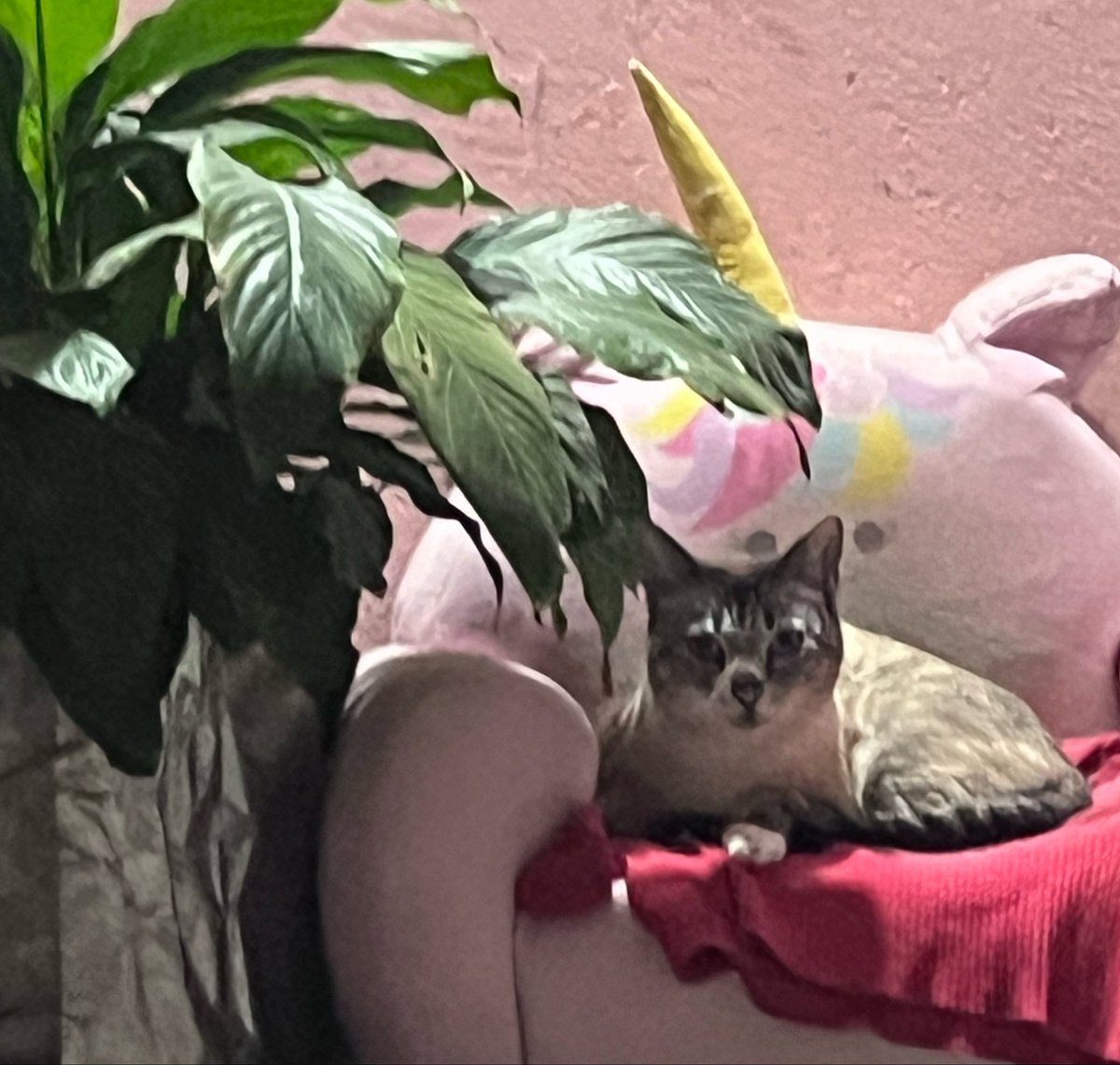 hyperstellas's tweet photo. iba subiendo tranquilamente y veo a este wey y digo alvvvv ese no es mi gato tilino milaneso buen rostro Y EFECTIVAMENTE no era jwjbnee es su hermano el gato gordo https://t.co/LR51fzA1OI