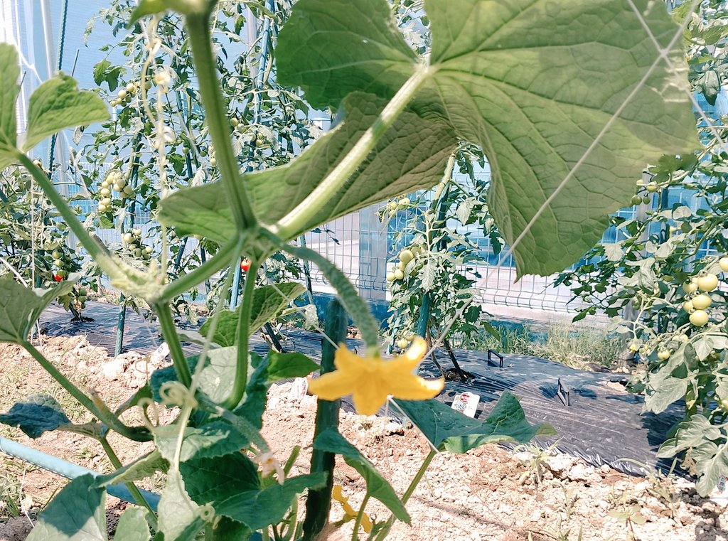 chibitafusa2's tweet photo. ブラジル戦は互角に戦って綺麗に負けたから全然悔しくないなー
ただただ4年後が楽しみ⚽️
気を取り直して畑仕事、雨続きだったからかきゅうりの実が育たないから人工授粉してみた🥒
#家庭菜園 #畑 https://t.co/rOxYSmK8mZ