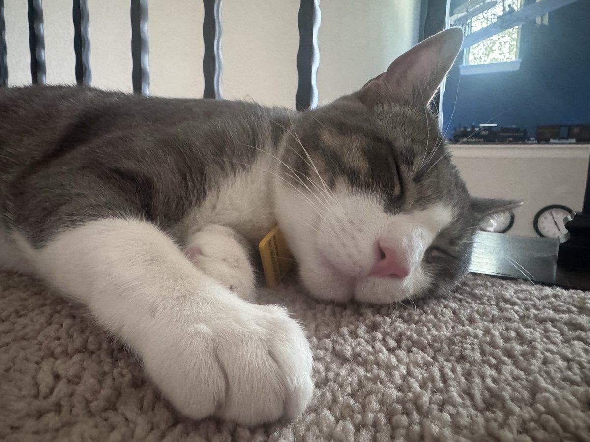 d33vious12's tweet photo. @ayojoestar got my boy a month ago, my first pet, apparently he came into the shelter with road rash and other injuries. he’s VERY loved now https://t.co/mbxbx1K7QT