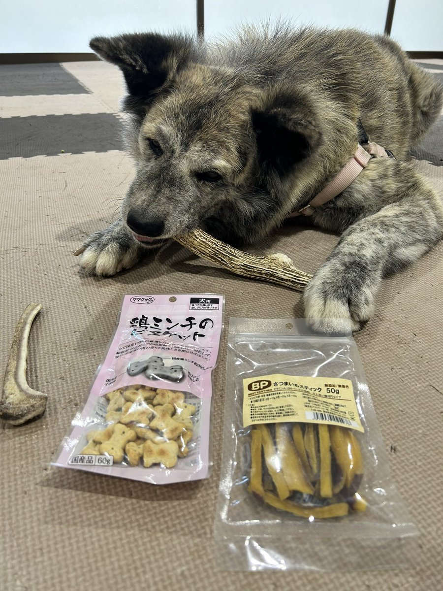 odate_akitainu's tweet photo. 本日6月30日(火)
午前の部(9:30~13:00)は、
虎毛の女の子｢まるちゃん｣(5歳)がお出迎え中です🩷
お客様から頂きました🍪✨
ありがとうございます🐶

come say hello to Maru ！
F , 5y.o., cheerful.

#きょうの秋田犬 #秋田犬の里 
#akitainu #akita https://t.co/2mrP2eft7f
