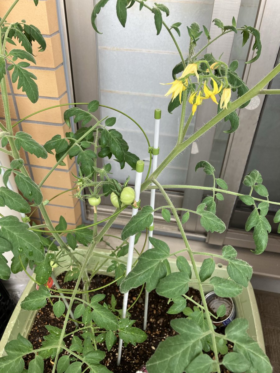 matchan_yui's tweet photo. ベランダ栽培のミニトマトが順調に育っています🍅🍅 https://t.co/Jeosn5tPtF