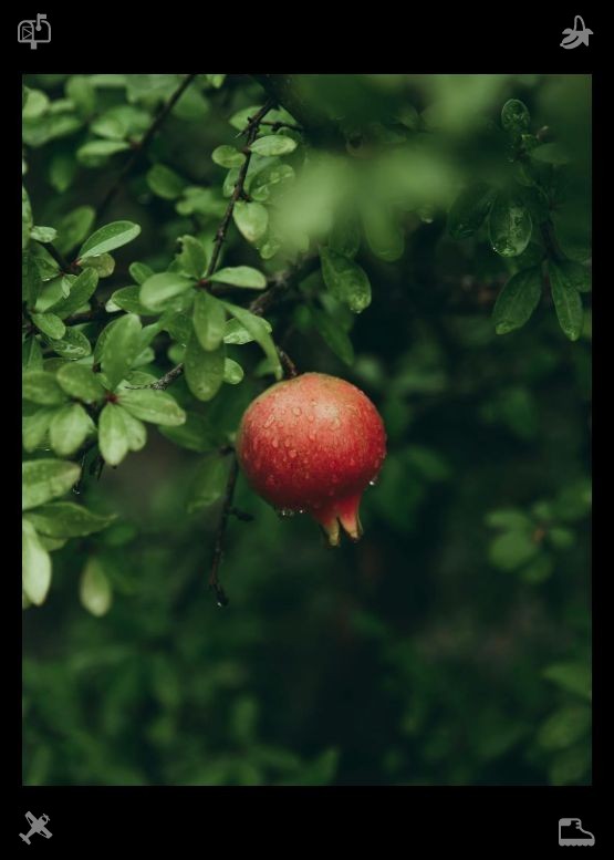 alanwal41502397's tweet photo. Picking Raspberries: The raspberries are red. The faint, sour scent of summer-fresh hawthorn fruit is unique to early summer. This distinct fruity aroma captures the initial growth stage of summer fruits. https://t.co/E9XWZGcvIU