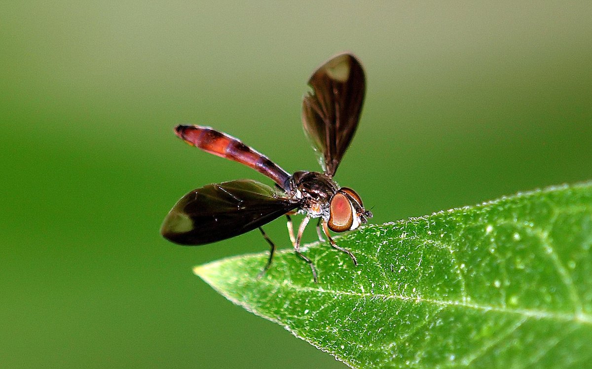kala61857's tweet photo. Dusky-winged Hover Fly To The Rescue
Just when I noticed that I had a lot of yellow aphids on my milkweed, hoverflies start showing up and the problem is solved
Dusky-winged Hover Fly (Ocyptamus fuscipennis)
https://t.co/DZVUpjCNgn
#OutsideMyWindow #macro #hoverflies #nature https://t.co/JBNkVXRxaZ