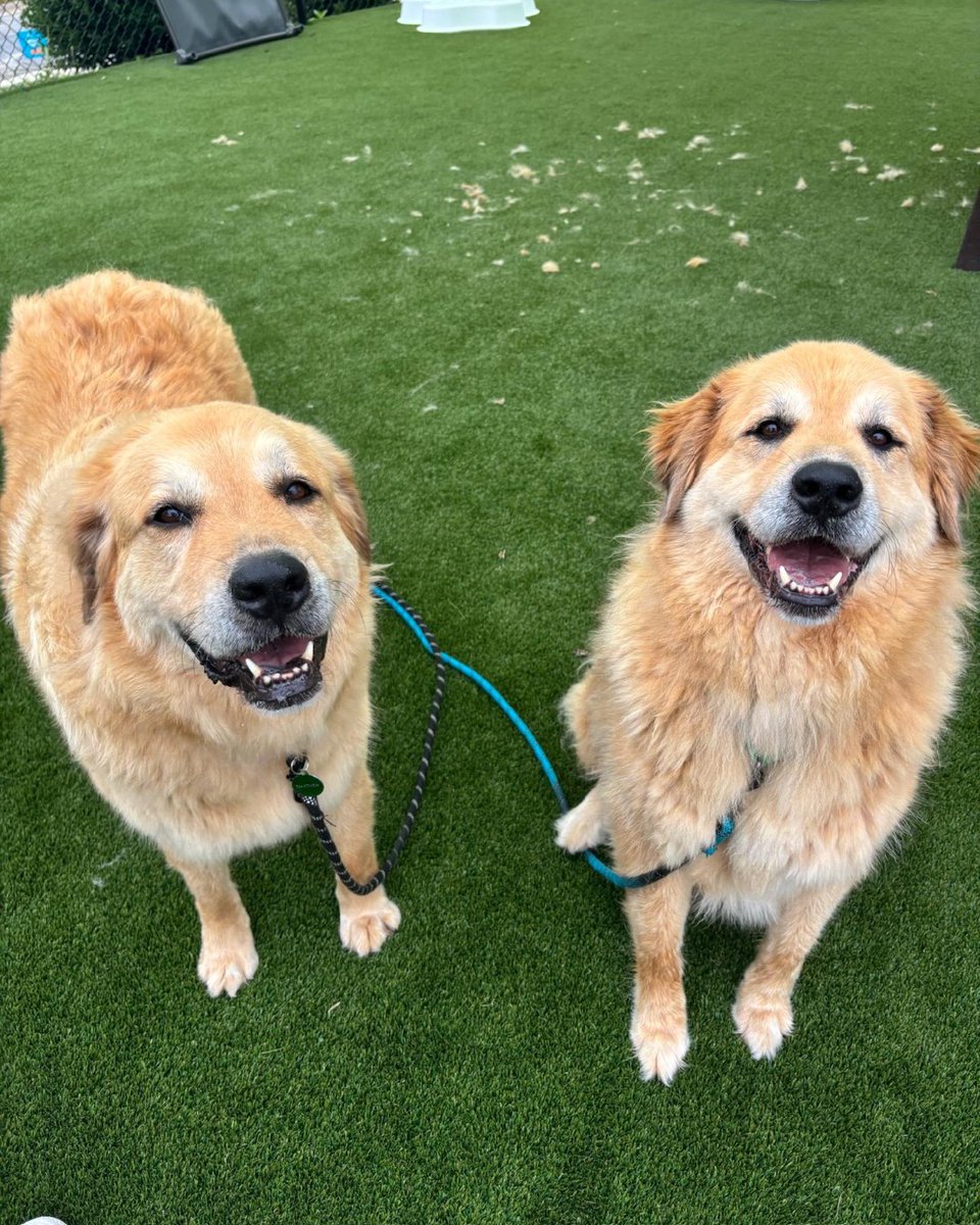 humanecharlotte's tweet photo. Adoptable Tater Tot and Hashbrown heard you're looking to add two 100lb+ dogs to your home 🙂 https://t.co/TqGkx8DsbB