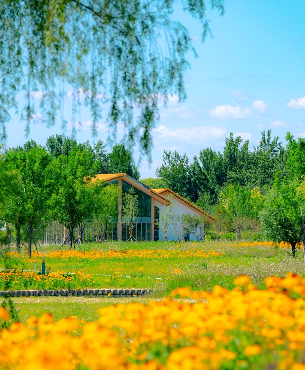 Monster49408447's tweet photo. Summer hidden in a wildflower meadow 🌼#CountrysideVibes #WildflowerMeadow #SummerScenery #NatureLovers #BlueSkyViews #GreenNature #FlowerField #PeacefulPlace #LandscapePhotography https://t.co/qcs0gJpu71