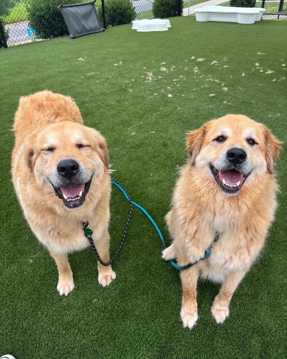 humanecharlotte's tweet photo. Adoptable Tater Tot and Hashbrown heard you're looking to add two 100lb+ dogs to your home 🙂 https://t.co/TqGkx8DsbB