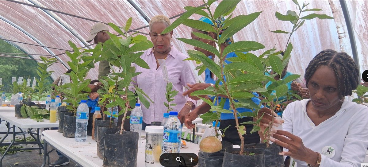 FanisBernard's tweet photo. Taiwan equips local farmers with advanced guava grafting techniques
Taiwanese agricultural experts are helping local gardeners and farmers adopt advanced guava grafting techniques. https://t.co/gvsUwbXbT6 https://t.co/Kc9AUmCRDU