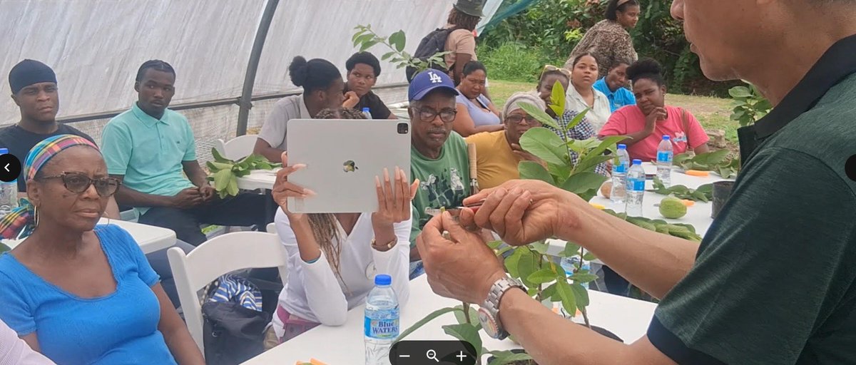 FanisBernard's tweet photo. Taiwan equips local farmers with advanced guava grafting techniques
Taiwanese agricultural experts are helping local gardeners and farmers adopt advanced guava grafting techniques. https://t.co/gvsUwbXbT6 https://t.co/Kc9AUmCRDU