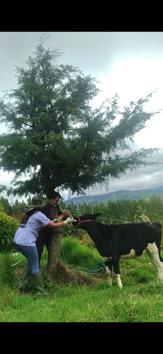 Agricultura_CZ6's tweet photo. #Azuay | En los cantones #ElPan y #Guachapala brindamos asistencia técnica en sanidad animal y manejo de instalaciones pecuarias, fortaleciendo el bienestar y la productividad del ganado en beneficio de los productores de la zona. 🐄🌱 https://t.co/093USiOBwQ