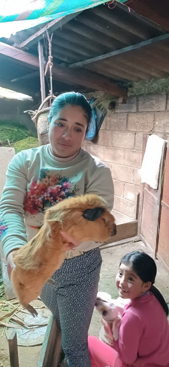 Agricultura_CZ6's tweet photo. #Azuay | En los cantones #ElPan y #Guachapala brindamos asistencia técnica en sanidad animal y manejo de instalaciones pecuarias, fortaleciendo el bienestar y la productividad del ganado en beneficio de los productores de la zona. 🐄🌱 https://t.co/093USiOBwQ