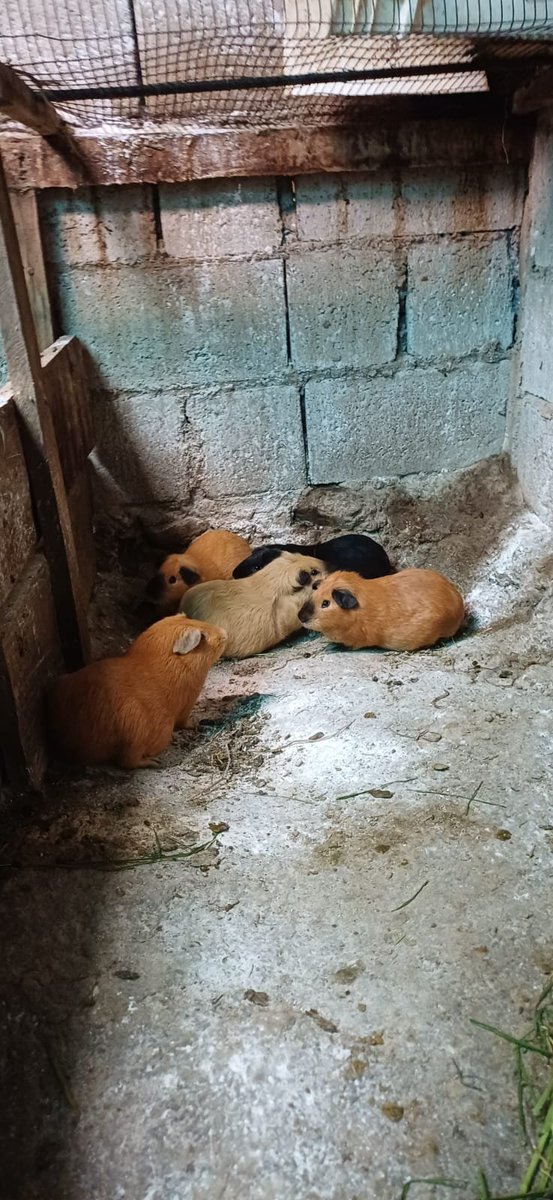 Agricultura_CZ6's tweet photo. #Azuay | En los cantones #ElPan y #Guachapala brindamos asistencia técnica en sanidad animal y manejo de instalaciones pecuarias, fortaleciendo el bienestar y la productividad del ganado en beneficio de los productores de la zona. 🐄🌱 https://t.co/093USiOBwQ