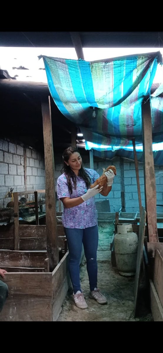 Agricultura_CZ6's tweet photo. #Azuay | En los cantones #ElPan y #Guachapala brindamos asistencia técnica en sanidad animal y manejo de instalaciones pecuarias, fortaleciendo el bienestar y la productividad del ganado en beneficio de los productores de la zona. 🐄🌱 https://t.co/093USiOBwQ