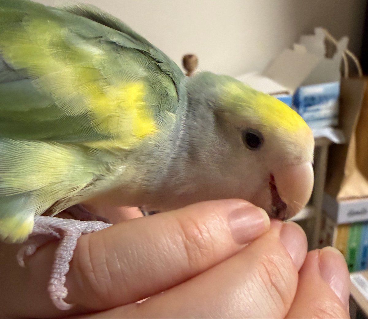 Robin_bleu's tweet photo. 爪と指の間の皮がどうしても気になります。。（イタイ） https://t.co/iF3Vhmg5do