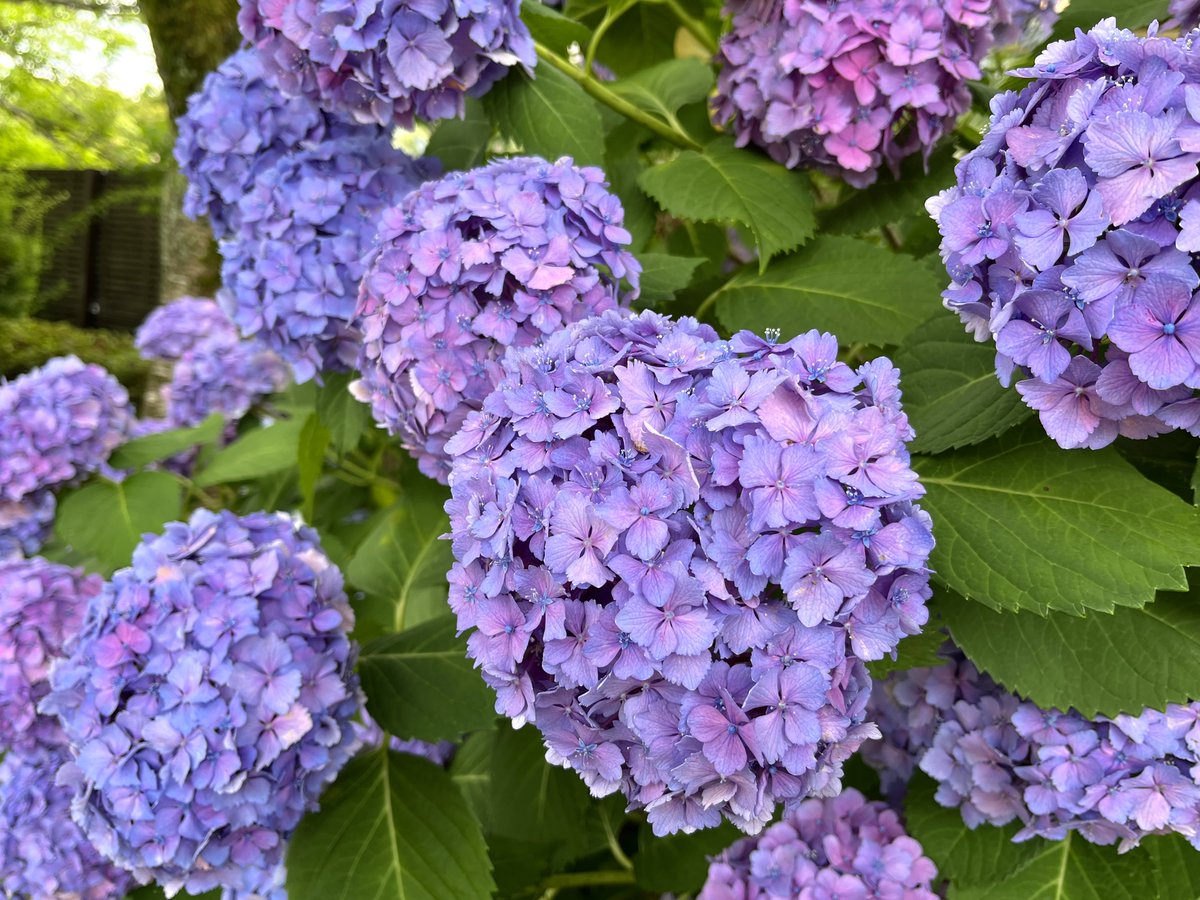 美術館敷地内の紫陽花が見頃です 金沢21世紀美術館では、「路上、お