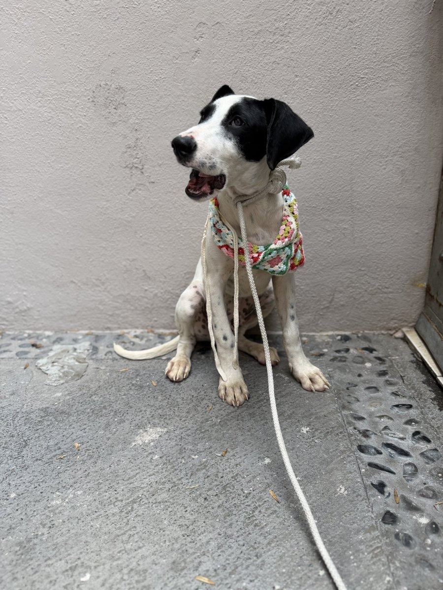 Alina_Gag's tweet photo. Me llamo Lorenzo. 🩵 Soy un cachorro cruza de pastor australiano. Por eso tengo manchas de dálmata. Tengo 6 meses: edad ideal porque ya no soy un bebé y soy más fácil de educar. Ya entiendo instrucciones. Soy muy cariñoso y juguetón con todo mundo. Tengo una energía súper linda. https://t.co/md3cNyg5a2