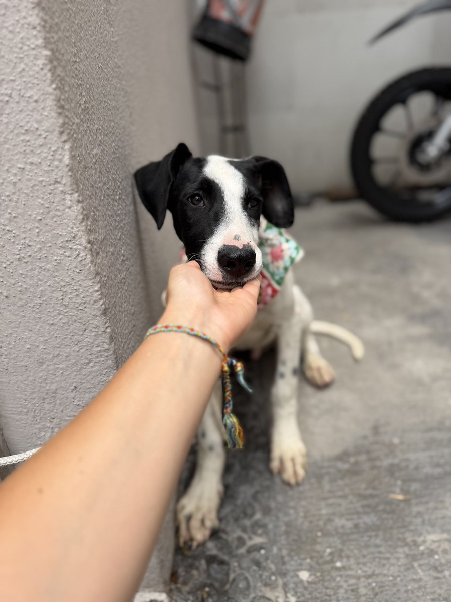 Alina_Gag's tweet photo. También soy muy bueno con las personas. Soy un cachorro noble. Tengo una personalidad divertidísima y estoy muy sano.

Voy a ser talla grande. Ideal para acompañarte en todas las aventuras que se te ocurran. O para jugar con los demás perros que tengas. https://t.co/sLyzaFjOvZ