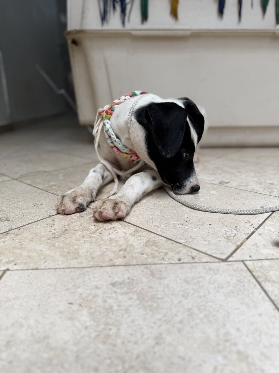 Alina_Gag's tweet photo. También soy muy bueno con las personas. Soy un cachorro noble. Tengo una personalidad divertidísima y estoy muy sano.

Voy a ser talla grande. Ideal para acompañarte en todas las aventuras que se te ocurran. O para jugar con los demás perros que tengas. https://t.co/sLyzaFjOvZ
