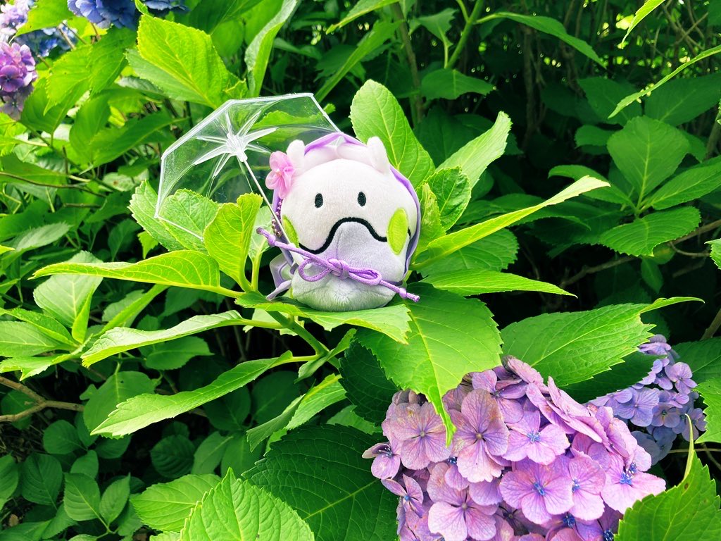 nume8808's tweet photo. ヌメラちゃんに
レインコートも☂️もいらないのは
わかっててもつい着せちゃうし
持たせちゃう☺️♡

＃ヌメラ強化月間 https://t.co/JqLwzHHyks