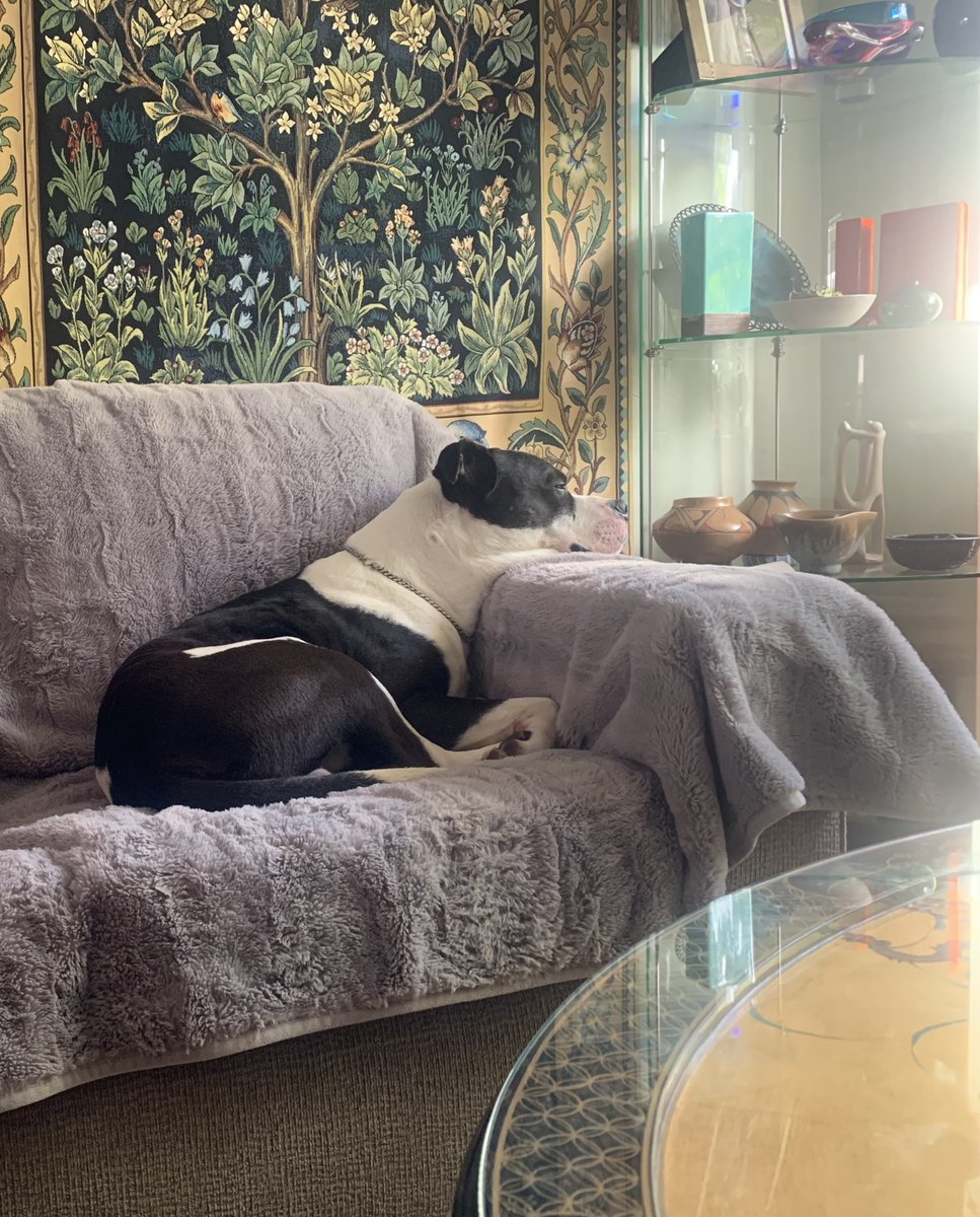 joey_tuccio's tweet photo. Another dog rescued from Skid Row! He was abused and neglected before he was rescued by one of our volunteers. He was starving and exhausted. He's so happy and comfy now. https://t.co/oGiJAkCWqn