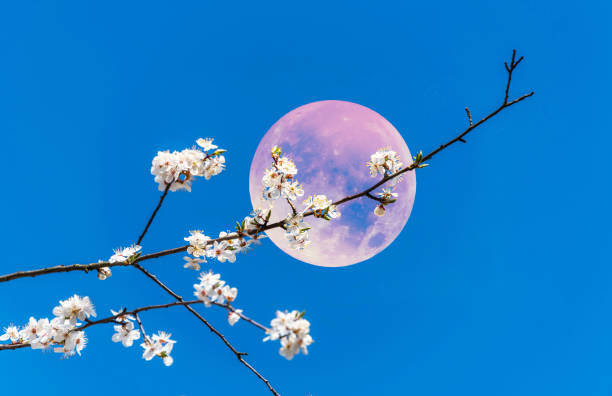 EnsedeCiencia's tweet photo. 🚨¡Sal a verla! Ya está aquí la Luna de Fresa de Junio; conoce el significado de su nombre 🌕✨ https://t.co/Ym5vyj9SEC